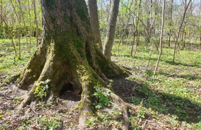 Historisk park till salu Dębe Wielkie, Ruda, województwo mazowieckie:  