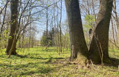 Historisk park till salu Dębe Wielkie, Ruda, województwo mazowieckie:  