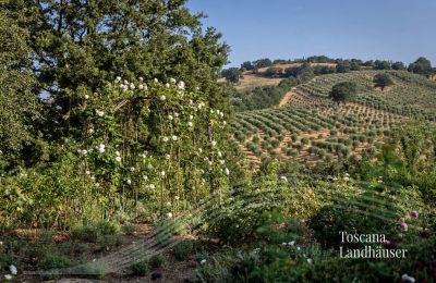 Lantgård till salu Manciano, Toscana:  RIF 3084 Olivenhain