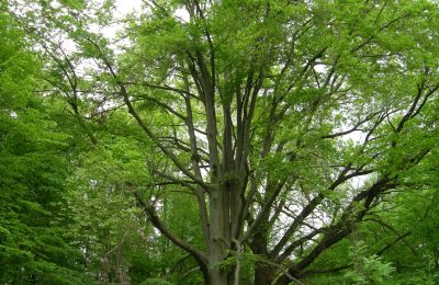 Slott till salu Gwoździany, Spółdzielcza 4a, województwo śląskie:  Park