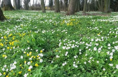 Herregård til salg Paplin, Dwór w Paplinie, województwo mazowieckie, Billede 18/20