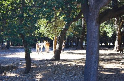 Herrgård till salu Mallorca, Serra de Tramuntana, Cala Sant Vicenç, Balearen, Bild 10/14