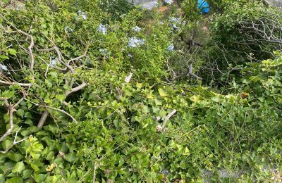 Landhaus kaufen Boissano, Ligurien, Foto 9/9