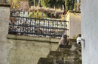 Historische Villa kaufen 58762 Altena, Bachstraße 66, Nordrhein-Westfalen, Außentreppe zum Garten 