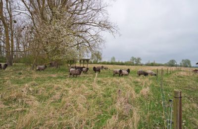 Herregård til salg 17498 Mesekenhagen, Mecklenburg-Vorpommern, Billede 22/22