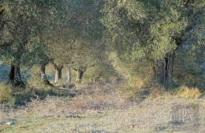 Landsted til salgs 06073 Corciano, Umbria, Bilde 32/42