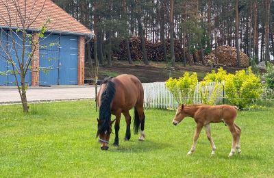Herregård til salgs Krzyż Wielkopolski, województwo wielkopolskie, Bilde 14/20