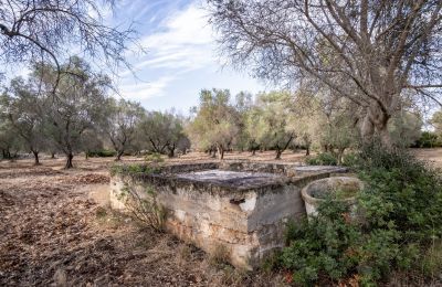 Landsted til salgs Manduria, Via per Lecce km 2, Puglia, Bilde 28/31