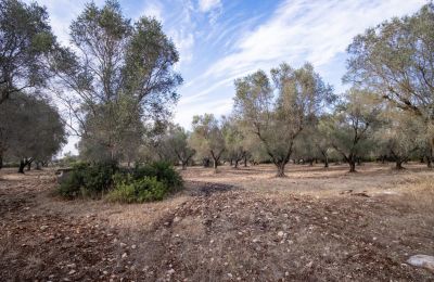 Landsted til salgs Manduria, Via per Lecce km 2, Puglia, Bilde 29/31