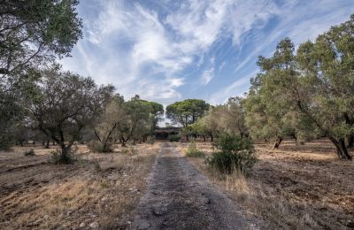 Landsted til salgs Manduria, Via per Lecce km 2, Puglia, Bilde 31/31