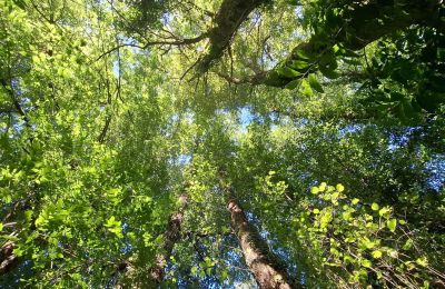 Herrgård till salu Galicien, Bild 34/48