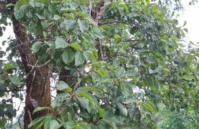 Herrgård till salu Galicien, Bild 36/48