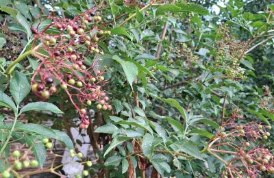 Herrgård till salu Galicien, Bild 37/48