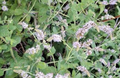 Herrgård till salu Galicien, Bild 39/48