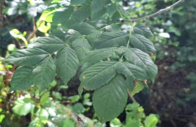 Herrgård till salu Galicien, Bild 40/48