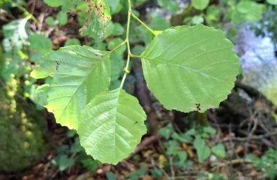 Herrgård till salu Galicien, Bild 41/48