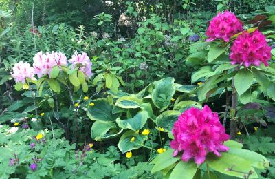 Luxus-Altbauwohnung kaufen Gera, Vollersdorfer Str. 56, Thüringen, Rhododendronbeet