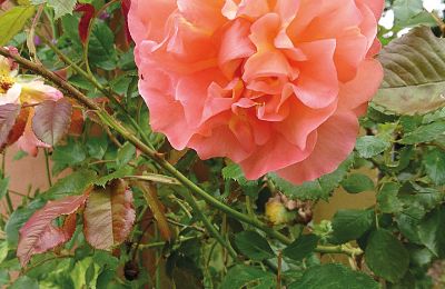 Borg till salu Mecklenburg-Vorpommern, Bild 82/96