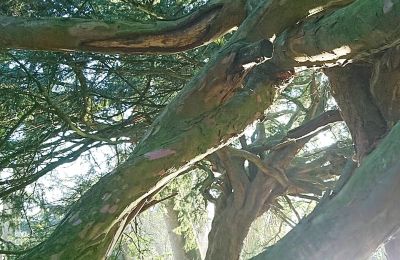 Borg till salu Mecklenburg-Vorpommern, Bild 59/96