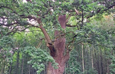 Borg till salu Mecklenburg-Vorpommern, Bild 67/96