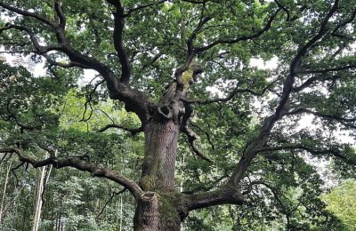 Borg till salu Mecklenburg-Vorpommern, Bild 8/96