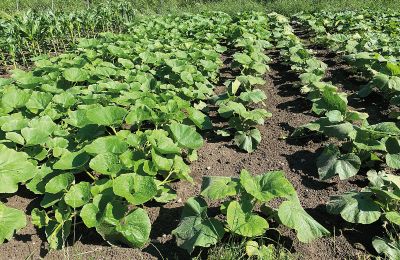 Borg till salu Mecklenburg-Vorpommern, Bild 61/96