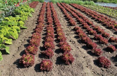 Borg till salu Mecklenburg-Vorpommern, Bild 60/96