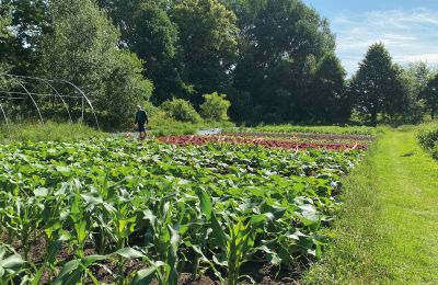 Borg till salu Mecklenburg-Vorpommern, Bild 62/96
