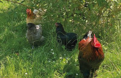 Borg till salu Mecklenburg-Vorpommern, Bild 74/96