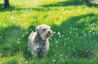 Borg till salu Mecklenburg-Vorpommern, Bild 76/96