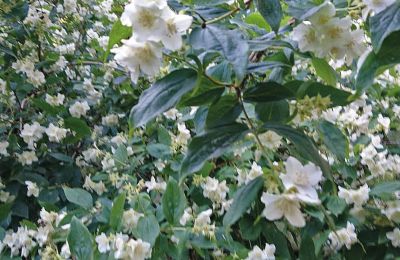 Borg till salu Mecklenburg-Vorpommern, Bild 73/96