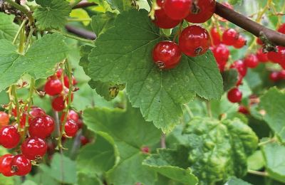 Borg till salu Mecklenburg-Vorpommern, Bild 79/96