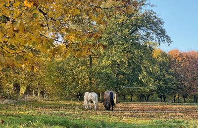 Borg till salu Mecklenburg-Vorpommern, Bild 77/96