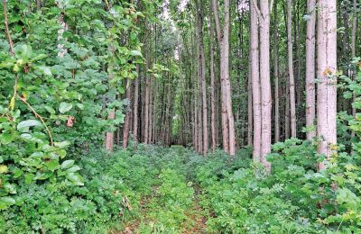 Borg till salu Mecklenburg-Vorpommern, Bild 66/96