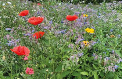 Borg till salu Mecklenburg-Vorpommern, Bild 65/96