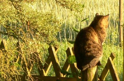 Landhaus kaufen Deutschland, Foto 32/32