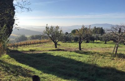 Landhus købe Castellina in Chianti, Toscana:  RIF 2767 Garten