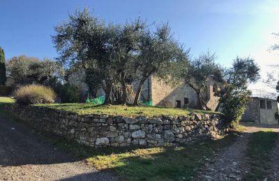 Landhaus kaufen Castellina in Chianti, Toskana:  RIF 2767 Olivenbäume vor dem Gebäude