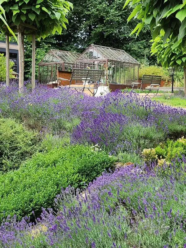 Lavendelgarten auf der Burg